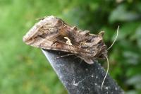 Autographa gamma