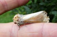 Phalera bucephala