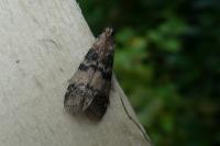 Euzophera pinguis