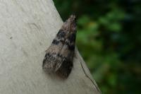 Euzophera pinguis