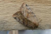 Cosmia trapezina