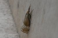Chrysocrambus linetella