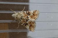 Eremobia ochroleuca