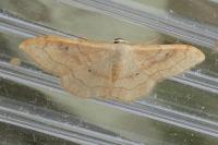 Idaea rubraria