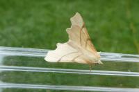 Ennomos erosaria