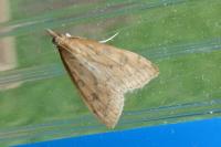 Udea ferrugalis