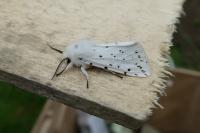 Spilosoma lubricipeda