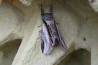 Pheosia tremula