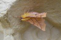 Ennomos alniaria