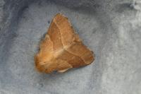 Malacosoma neustria