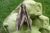 Sphinx ligustri