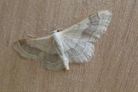Idaea aversata