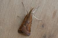 Synaphe punctalis
