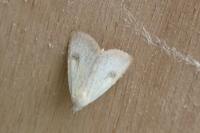 Rivula sericealis