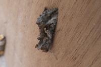 Autographa gamma