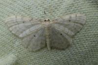 Idaea fuscovenosa
