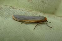 Manulea complana