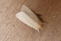 Mythimna pallens
