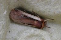 Ochropleura plecta