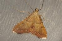 Endotricha flammealis