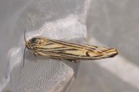 Spiris striata