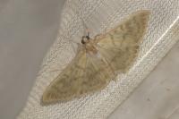 Patania ruralis