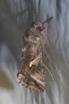 Autographa gamma