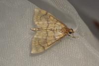 Anania verbascalis