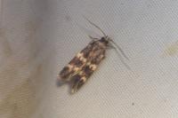Oegoconia