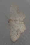 Idaea dimidiata