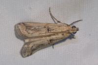 Pempelia genistella