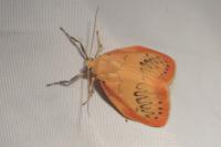 Miltochrista miniata