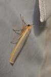 Manulea complana
