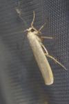 Eilema caniola