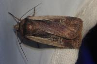 Ochropleura plecta