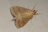 Ostrinia nubilalis/scapulalis