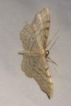 Idaea fuscovenosa