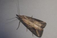 Schrankia costaestrigalis