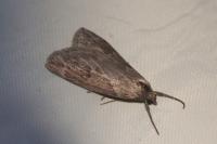 Pachycnemia hippocastanaria