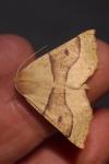 Crocallis elinguaria