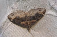 Xanthorhoe ferrugata