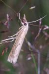 Pediasia contaminella