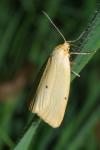 Cybosia mesomella