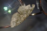 Cleorodes lichenaria