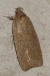 Agonopterix scopariella