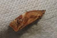 Ditula angustiorana