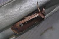 Ochropleura leucogaster