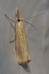 Agriphila straminella