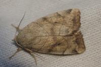 Cosmia trapezina