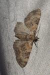 Eupithecia pulchellata